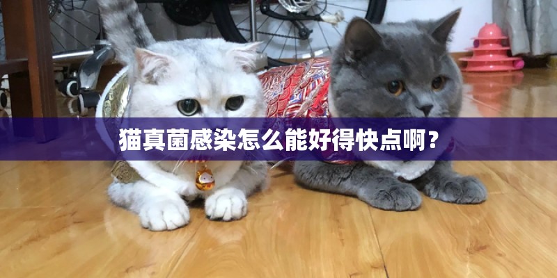 猫真菌感染怎么能好得快点啊？