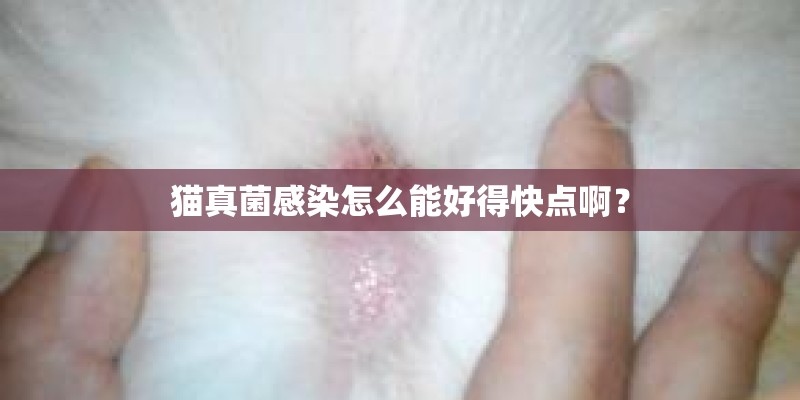 猫真菌感染怎么能好得快点啊？
