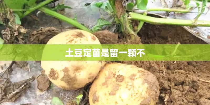 土豆定苗是留一颗不