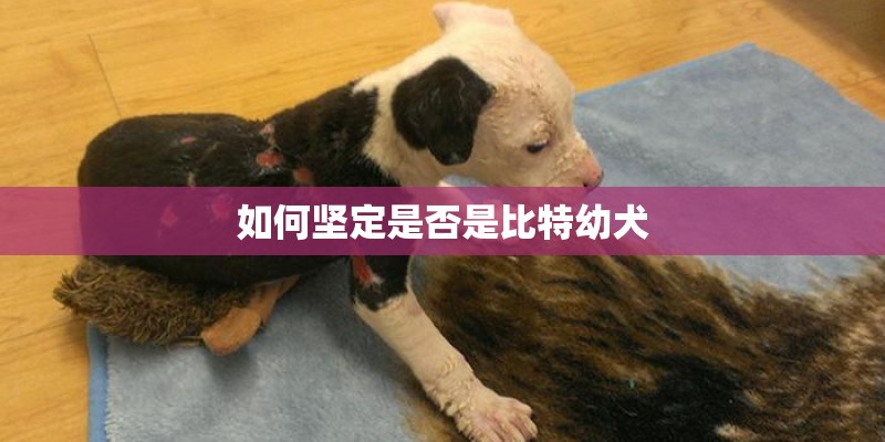 如何坚定是否是比特幼犬
