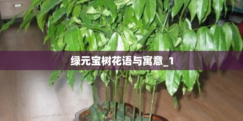 绿元宝树花语与寓意_1