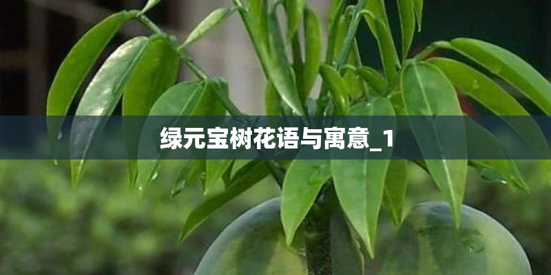绿元宝树花语与寓意_1