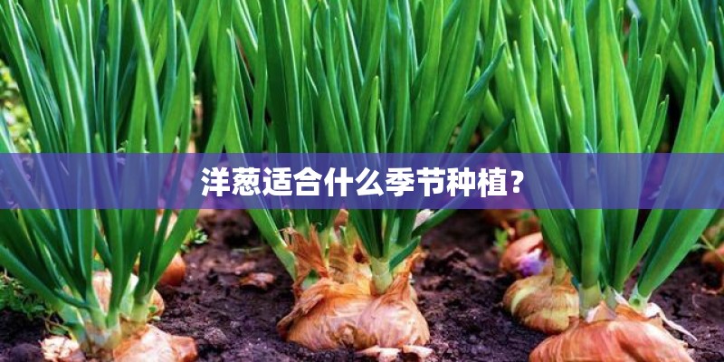 洋葱适合什么季节种植？