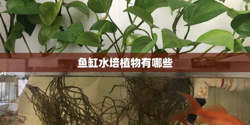 鱼缸水培植物有哪些