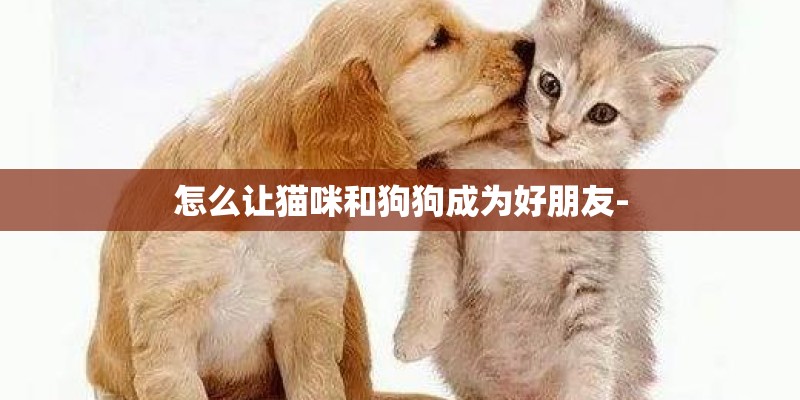 怎么让猫咪和狗狗成为好朋友-