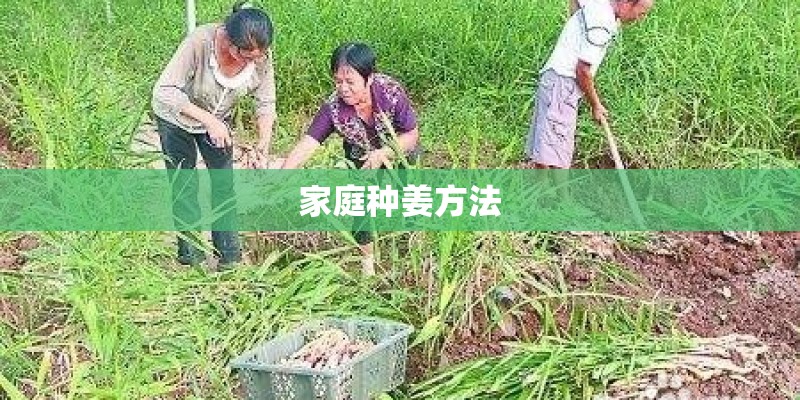 家庭种姜方法