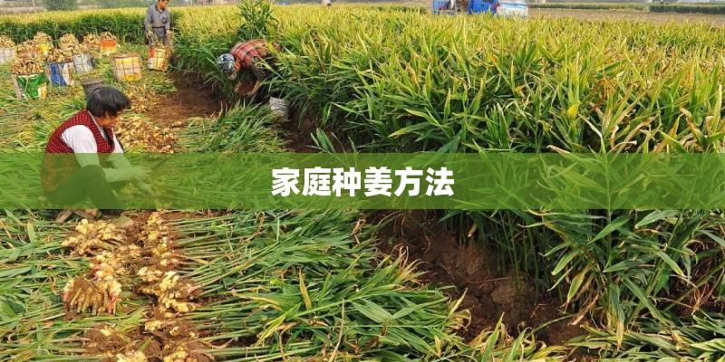 家庭种姜方法