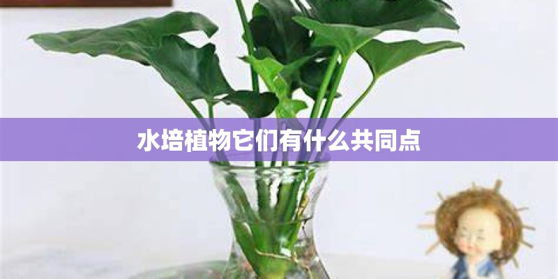 水培植物它们有什么共同点