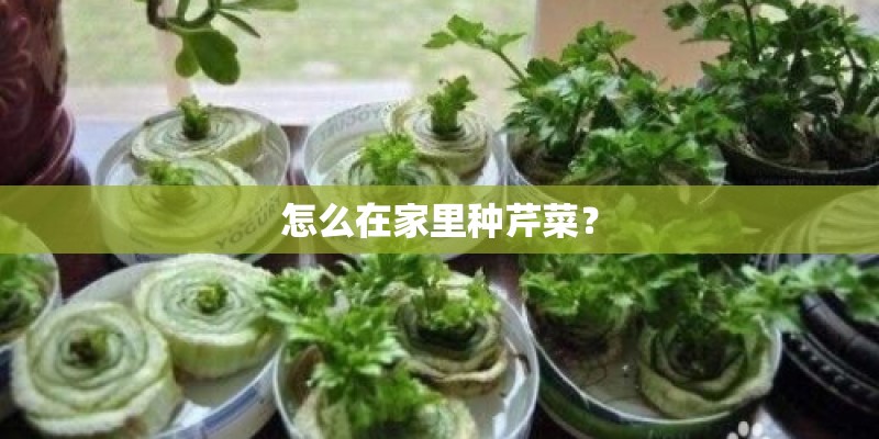 怎么在家里种芹菜？