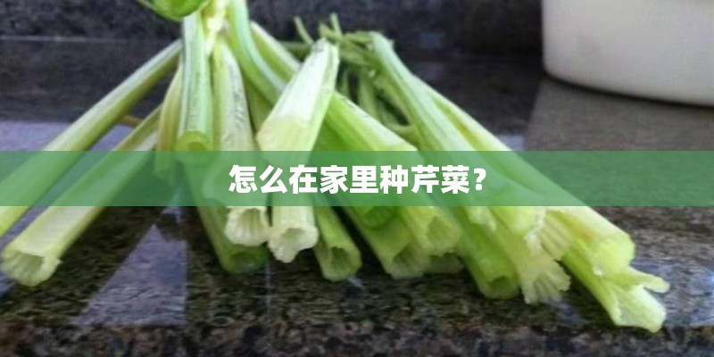 怎么在家里种芹菜？