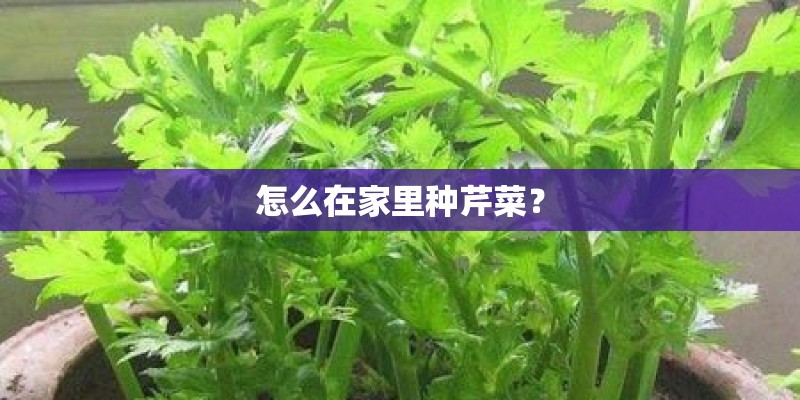 怎么在家里种芹菜？