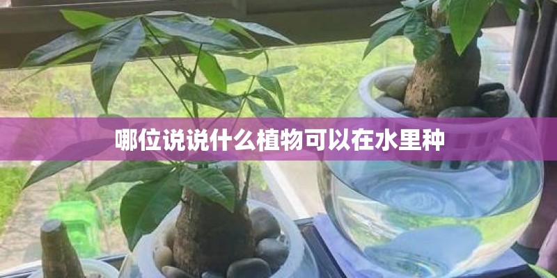 哪位说说什么植物可以在水里种