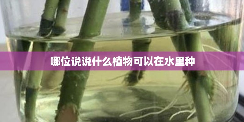 哪位说说什么植物可以在水里种