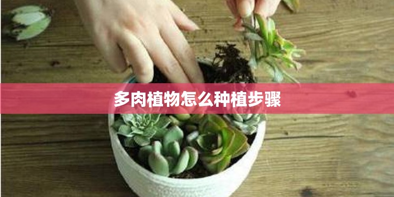 多肉植物怎么种植步骤