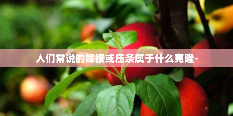 人们常说的嫁接或压条属于什么克隆-