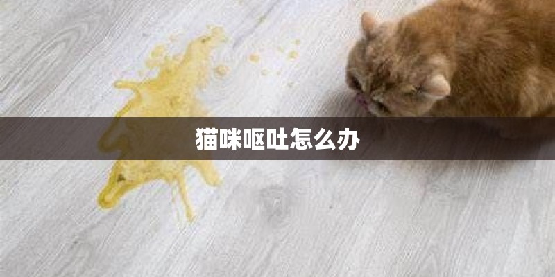 猫咪呕吐怎么办