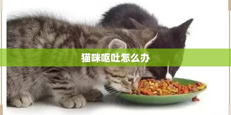 猫咪呕吐怎么办