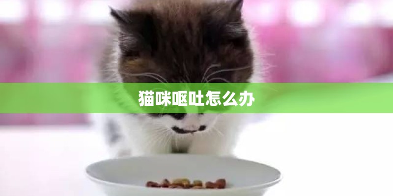 猫咪呕吐怎么办