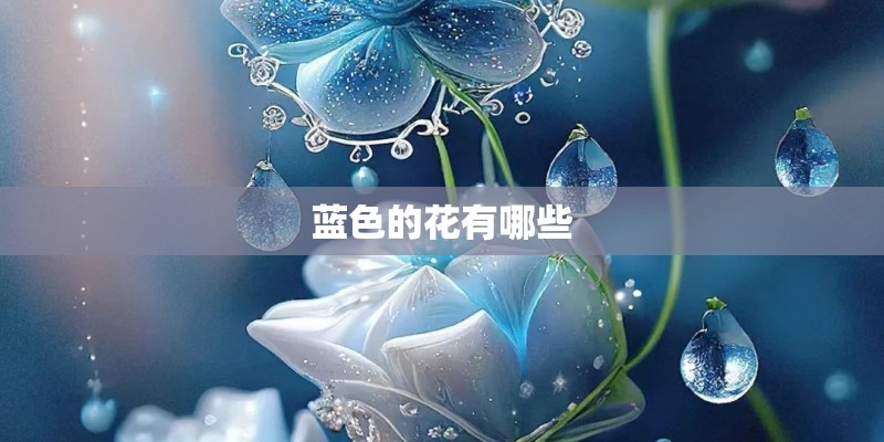 蓝色的花有哪些