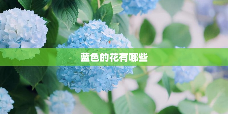 蓝色的花有哪些