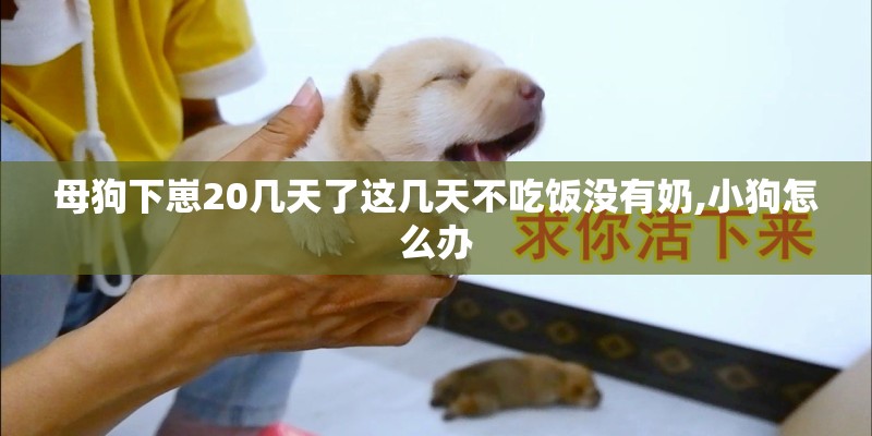 母狗下崽20几天了这几天不吃饭没有奶,小狗怎么办