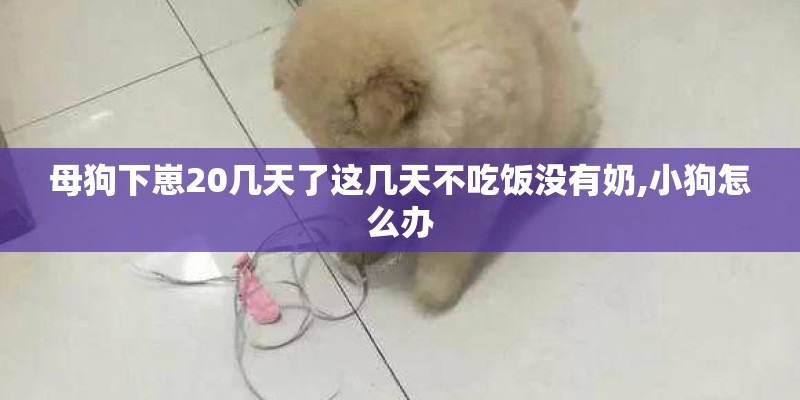 母狗下崽20几天了这几天不吃饭没有奶,小狗怎么办