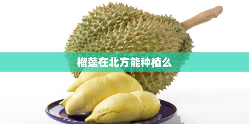 榴莲在北方能种植么