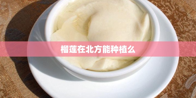 榴莲在北方能种植么