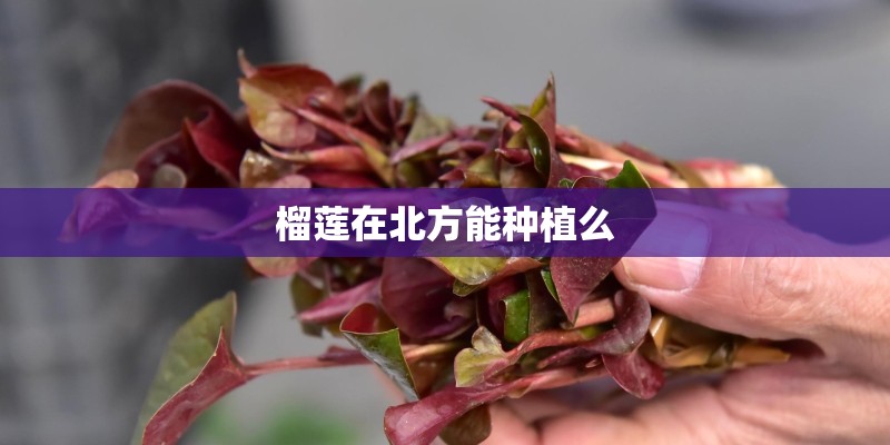 榴莲在北方能种植么