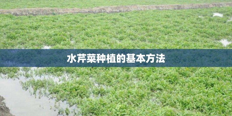 水芹菜种植的基本方法