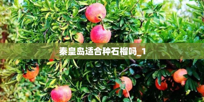 秦皇岛适合种石榴吗_1