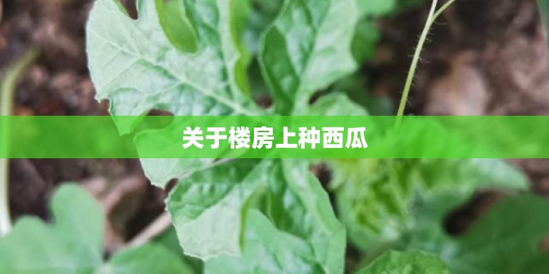 关于楼房上种西瓜