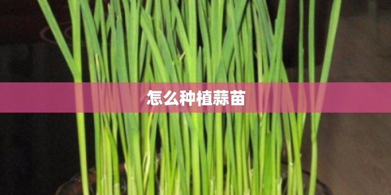 怎么种植蒜苗