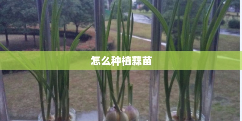 怎么种植蒜苗