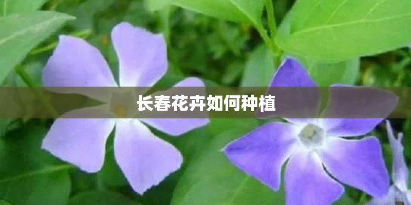 长春花卉如何种植