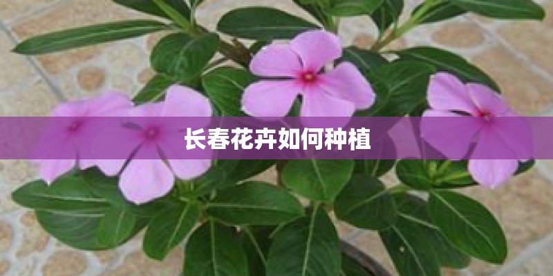 长春花卉如何种植