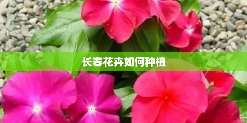 长春花卉如何种植