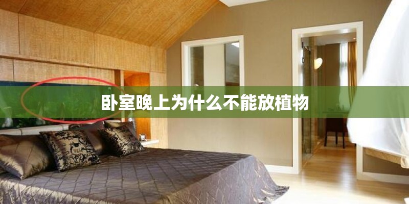 卧室晚上为什么不能放植物