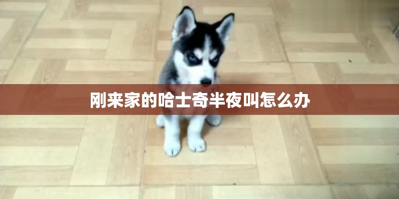 刚来家的哈士奇半夜叫怎么办