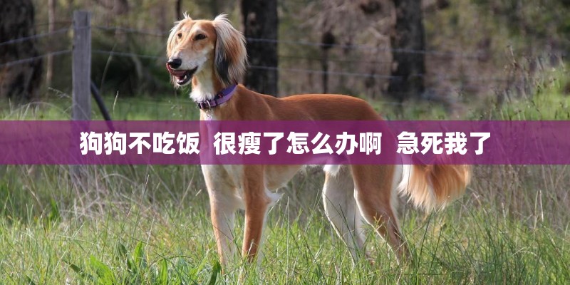 狗狗不吃饭  很瘦了怎么办啊  急死我了