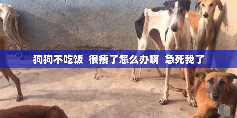 狗狗不吃饭  很瘦了怎么办啊  急死我了