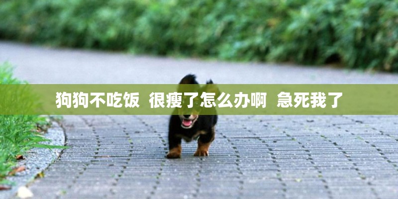 狗狗不吃饭  很瘦了怎么办啊  急死我了