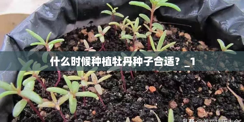 什么时候种植牡丹种子合适？_1