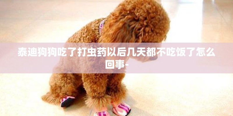 泰迪狗狗吃了打虫药以后几天都不吃饭了怎么回事-
