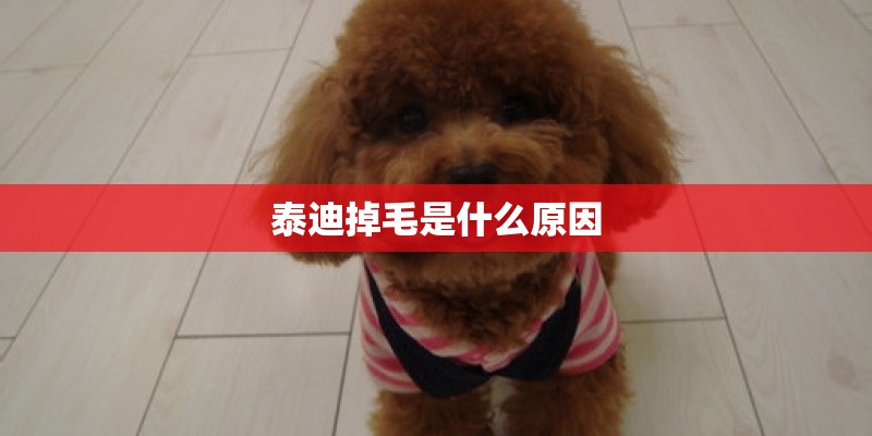 泰迪掉毛是什么原因