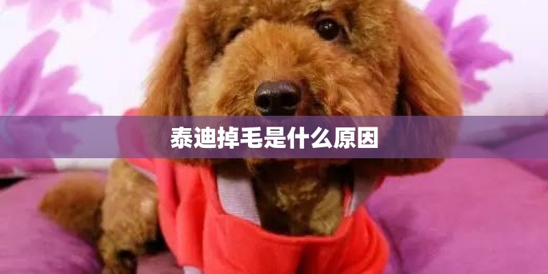 泰迪掉毛是什么原因