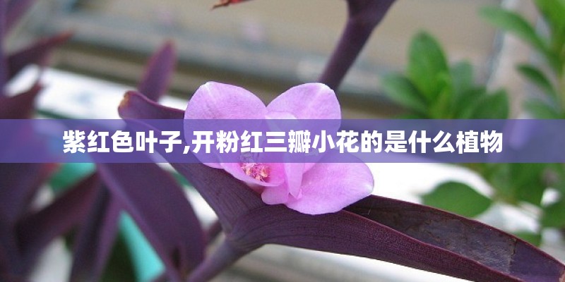 紫红色叶子,开粉红三瓣小花的是什么植物