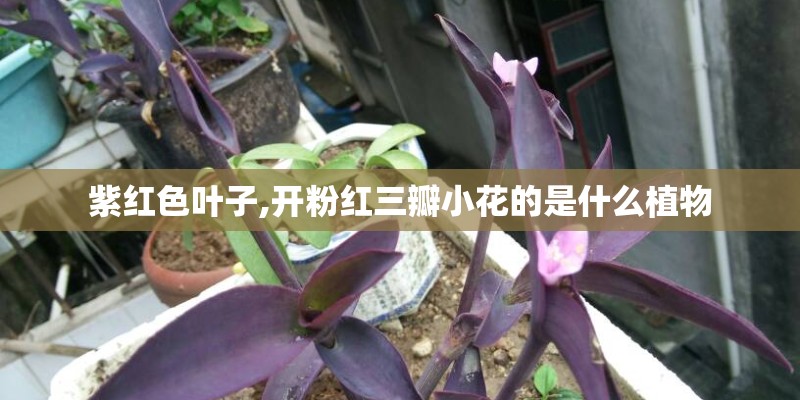 紫红色叶子,开粉红三瓣小花的是什么植物