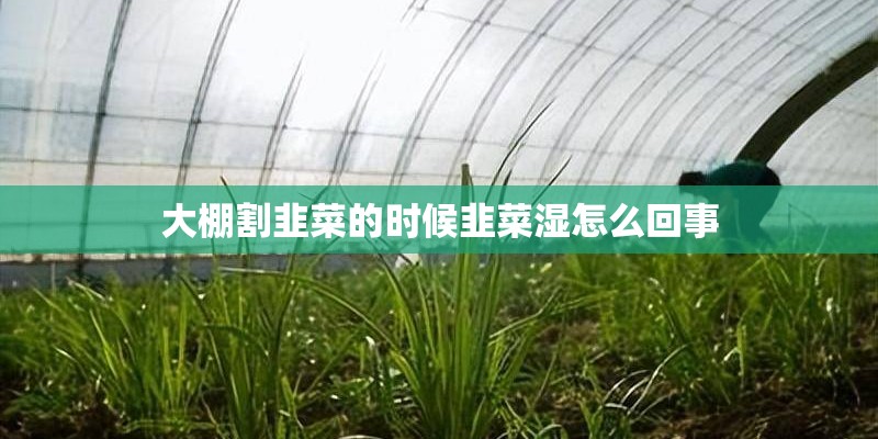 大棚割韭菜的时候韭菜湿怎么回事
