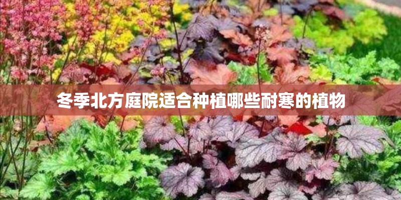冬季北方庭院适合种植哪些耐寒的植物
